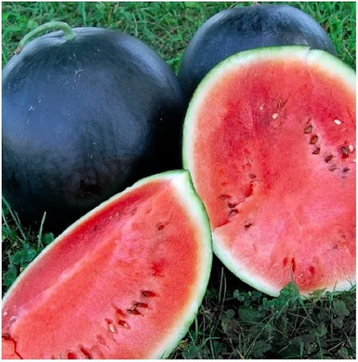 DEYS AGRO ™ f1 hybrid water melon seeds for farming, tarbuj|tarbooj|tormuj|tarmuj Seed(37 per packet)