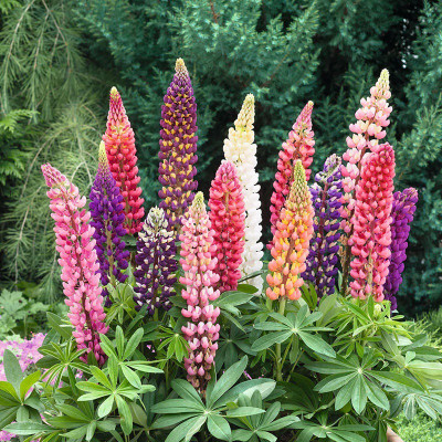 Quentova Lupine Flower Plant-VK-9F Seed(50 per packet)