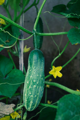 AFARTIOBINA 49 PCS CUCUMBER SEEDS Seed(49 per packet)