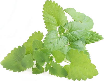 Qualtivate PUAS-1 Catnip Seeds for Planting Seed(1000 per packet)