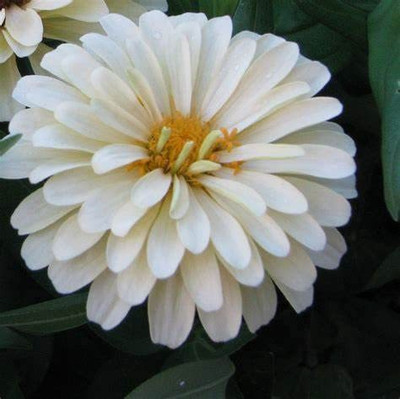 VibeX LX-98 - White Zinnia Flower - (90 Seeds) Seed(90 per packet)