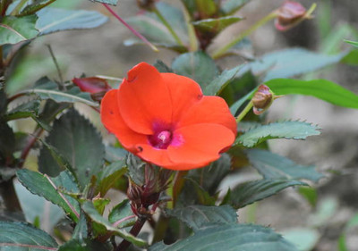 XOLDAA BALSAM FLOWER SEEDS Seed(30 per packet)