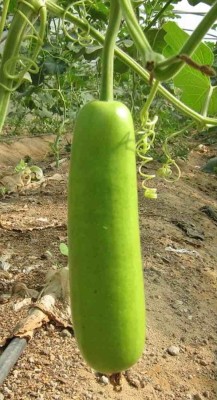 Qualtivate RES-7A Bottle Gourd (Loki) Seed Seed(50 per packet)