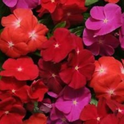 CORUS Fragrant Vinca Pacifica Bold Flower Seed(150 per packet)