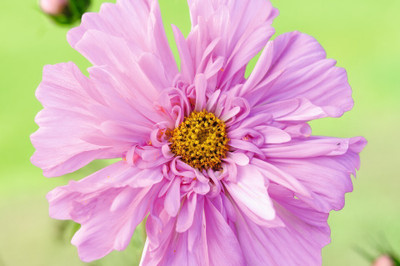 Quentova Cosmos bipinnatus ‘Double Click Rose Bonbon’-11V-SWAT Seed(75 per packet)