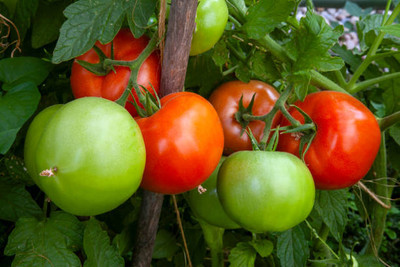Kodali Hybrid F1 Tomato Seeds Pack Of 81 Seed(81 per packet)