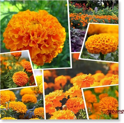 VibeX ® VLR-380 Marigold Yellow Orange Vanilla Seed(500 per packet)