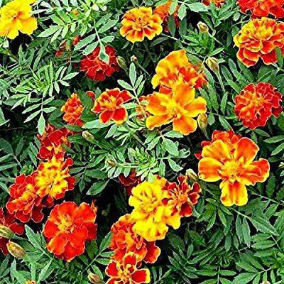 MAA French Marigold Seed(75 per packet)