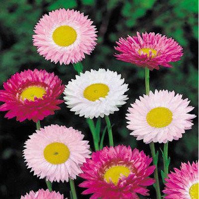 Paudha Acroclinium roseum mix Seed(36 per packet)