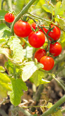 PARAM tomato Seed(130 per packet)