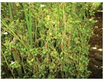 Qualtivate LX-51 Cardamom Elaichi Seeds Seed(50 per packet)
