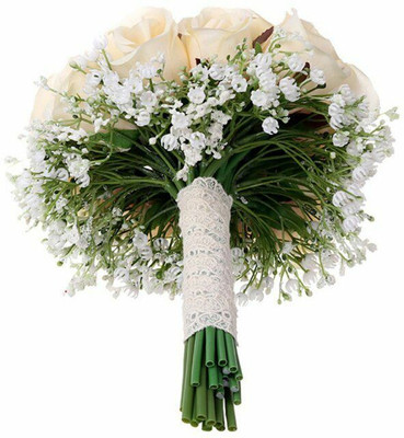 XOLDA Exotic gypsophila Seed(11 per packet)