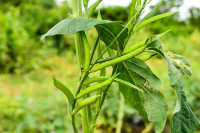 XOLDAA CLUSTER BEANS SEEDS Seed(15 per packet)