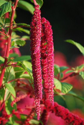 Audhav Amaranthus Multicolor Flower Seeds For Kitchen Garden Pack of 50 Seed(50 per packet)