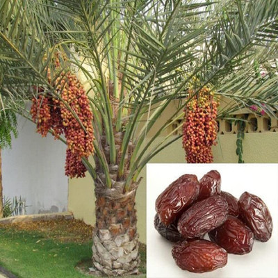 Aywal Date palm/khajur Seed(20 per packet)