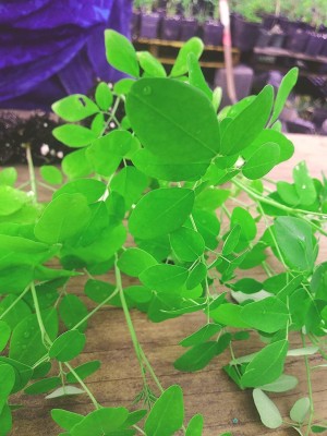 CYBEXIS XLL-52 - Moringa oleifera Tree - (1350 Seeds) Seed(1350 per packet)