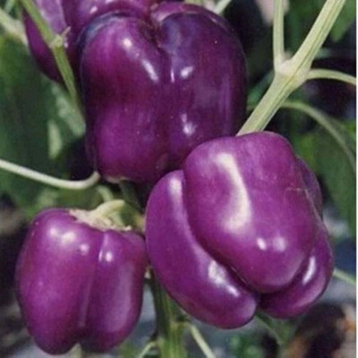 KANAYA Capsicum(Shimla Mirch) Seed(250 per packet)