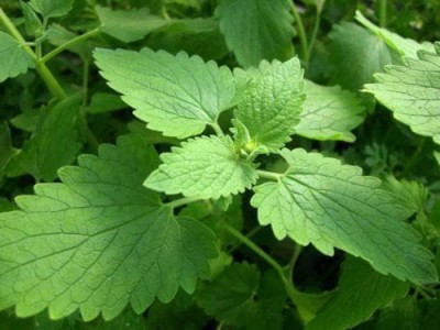 VibeX VXI-2 - Catnip (Nepeta cataria) - (4500 Seeds) Seed(4500 per packet)