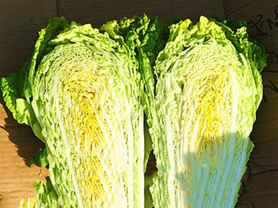 CYBEXIS Heirloon F1 Hybrid Chinese Cabbage Seeds1000 Seeds Seed(1000 per packet)