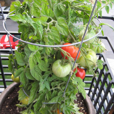 Qualtivate AXL-1AT Tomato Garden - Patio Hybrid Seed(300 per packet)