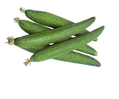 VibeX TLX-58 - Organic Sponge Gourd - (300 Seeds) Seed(300 per packet)