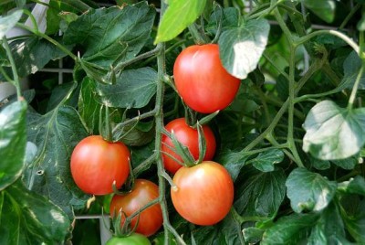 rmd tomato Seed(100 per packet)