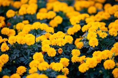 Starlink marigold/gende ka phool flower seeds Seed(25 per packet)