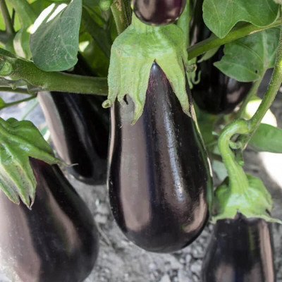 KNESSiN Hybrid Brinjal Seeds - Gaudi-[10gm] Seed(2000 per packet)