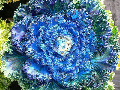 CYBEXIS Ornamental Cabbage Seeds Seed(50 per packet)