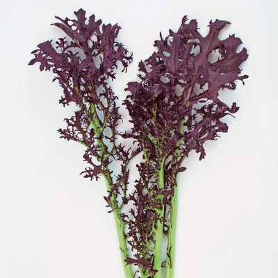 Qualtivate PUA-9A Mustard - Scarlet Frill - Hybrid Seed(300 per packet)