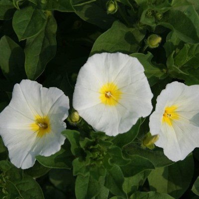 VibeX LXI-73 - Morning Glory Ensign White - (300 Seeds) Seed(300 per packet)