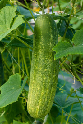 AFARTIOBINA 71 PCS CUCUMBER SEEDS Seed(71 per packet)