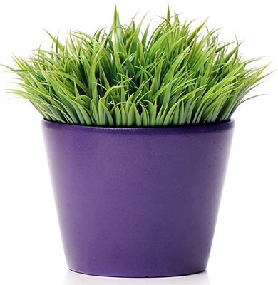CYBEXIS XL-63 - Cat Grass Mix - (4500 Seeds) Seed(4500 per packet)