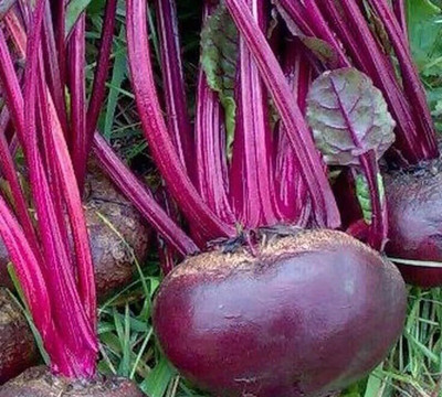 LPR CHUKANDAR,,BEETROOT Seed(50 per packet)