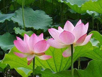 CYBEXIS XL-97 - Ornamental Mixed Pink & Red Lotus Flower - (270 Seeds) Seed(270 per packet)