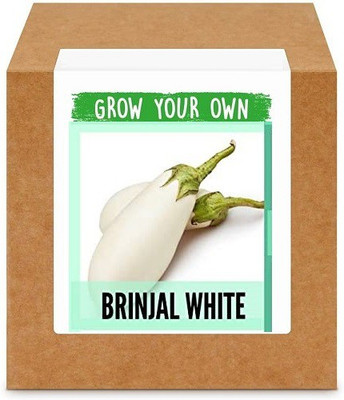 CYBEXIS Brinjal White600 Seeds Seed(600 per packet)