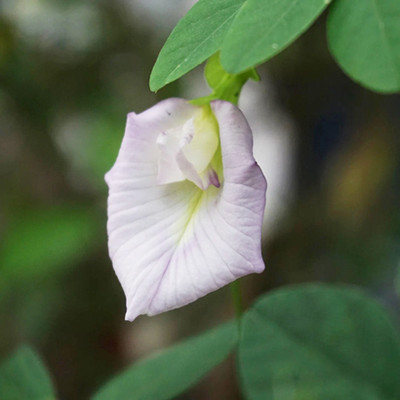 SREE Aparajita Double Mixed Seeds All Color, Butterfly Pea Seeds, Clitoria Ternatea Seed(35 per packet)