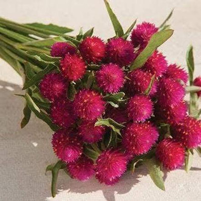 KANAYA Gomphrena Flower Seed(33 per packet)
