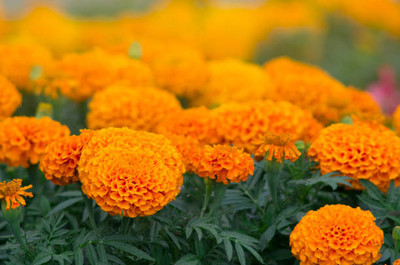TORPPEZA marigold/gende ka phool flower seeds Seed(50 per packet)
