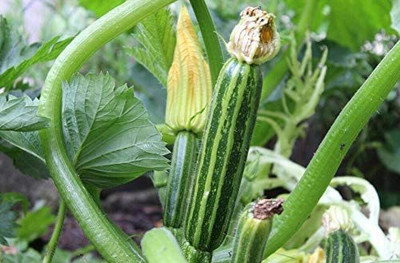 CYBEXIS VVI-38 - Italian Striped Zucchini Summer Squash - (675 Seeds) Seed(675 per packet)