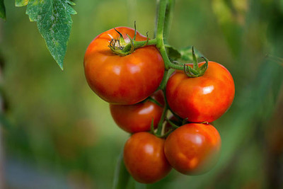 THAMMAR tomato Seed(75 per packet)
