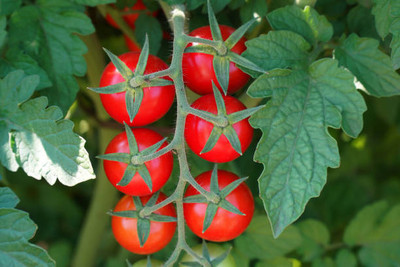 AtoZprintshop tomato Seed(95 per packet)