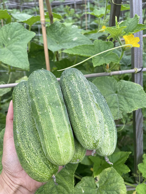 MOTREX Asian Cucumber, Thailand Cucumber, Vietnamese Cucumber Seeds Seed(1000 per packet)
