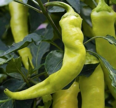 granthi Sweet Banana Pepper Seed(800 per packet)
