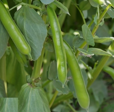 Quentova Broad Bean 'The Sutton'-VIC Seed(75 per packet)