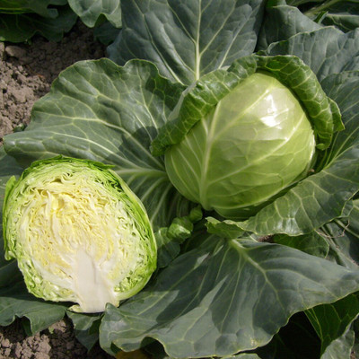 BDSresolve purple cabbage seeds f1 Seed(15 per packet)