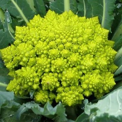 Qualtivate PUA-6A Italian Romanesco Natalino Broccoli Seeds Seed(300 per packet)