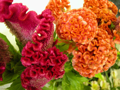 UGRA Coxcomb Mixed Flower Seed(15 per packet)