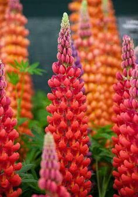 Aywal Lupin Mixed Color Flower Seed(40 per packet)
