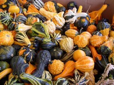 KNESSiN Organic Ornamental Pumpkin Mix (60 Seeds) Seed(60 per packet)